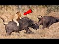 शेर का हमला इतना खतरनाक क्यों होता है? Most Merciless Lion Attacks You Will Ever See