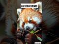 Facts about RED PANDA #wildlife #trending #factsinhindi #hindifacts #uniqueanimals #redpanda