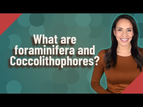 فيديو: كيف تحصل coccolithophores على طعامها؟