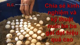 Chia sẻ kinh nghiệm và kỹ thuật nuôi ba ba gai đạt hiệu quả cao