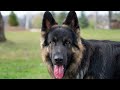 Giant King Shepherd amazing transformation | Huge furricane