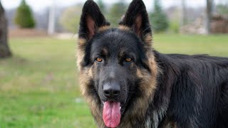 Giant King Shepherd amazing transformation | Huge furricane