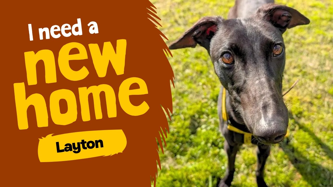 Dog profile video