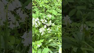 White Bluebells From Germnay  #istihan #germany  #flowers  #bluebells