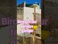#morningvibes #birds #diyplanters #shortsfeed #shorts #ytshorts #trendingvideos #gardeningtips #flow