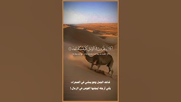 {افلا ينظرون إلى الابل كيف خلقت} #القرآن_الكريم #ياسر_الدوسري #سورة_الغاشية