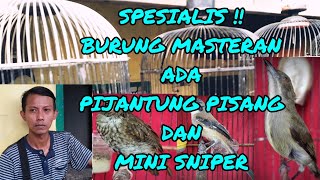SPESIALIS !! Burung masteran ada pijantung pisang,,mini sniper dll harga nego