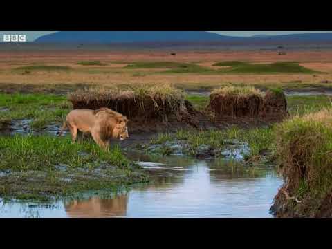 ერთი ლომი 20 აფთრის წინააღმდეგ lion vs 20 hyena