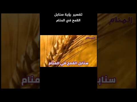 تفسير رؤية سنابل القمح في المنام قناة المنام
