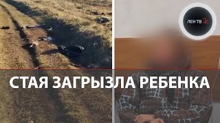 видео: «Истребить всех этих тварей» | Стая собак загрызла мальчика |  Задержана красноярская зоозащитница картинка: «Истребить всех этих тварей» | Стая собак загрызла мальчика |  Задержана красноярская зоозащитница