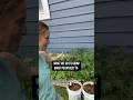 You must do this to grow GIANT potatoes!🥔     #gardening #potato #ruralking #tipsandtricks