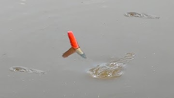 Câu Cá Rô Đồng , Mới Thả Cục Mồi Xuống Đụng Liền Con Cá Trê Ăn Móng Ngay Phao