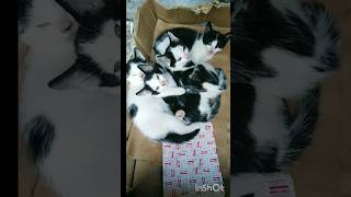 قطط صغار وجميله جدا. قطط_جميلة cutecats