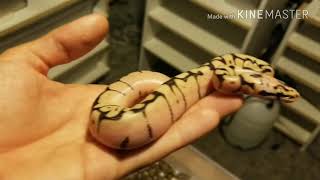 Ball python Clutch #1 out of the egg!!!! Profile