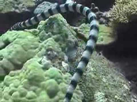 Banded Sea Snake - Fiji