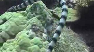 Banded Sea Snake - Fiji