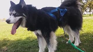 Paws For A Cause 5k Run