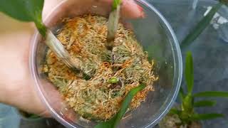 видео: Обзор разных растений. Бегонии#орхидеи#сансивьерии#фиалки❤️❤️❤️ картинка: Обзор разных растений. Бегонии#орхидеи#сансивьерии#фиалки❤️❤️❤️