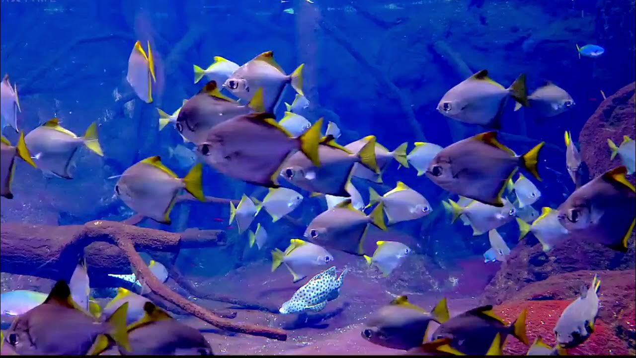 How to Relax Live Fish Aquarium with Music, 8 hours, Sleep Therapy