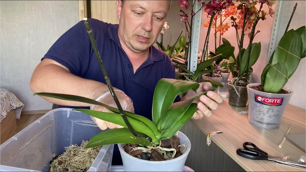 Пересадка орхидей кору