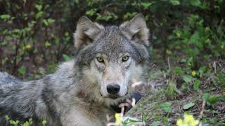 Understanding Wolves - Dispersal