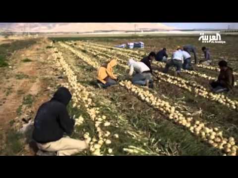 الزراعة في المستوطنات.. خطر على الأطفال المزارعين