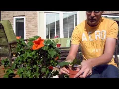 Video: Overwintering Rose Bushes - Yuav Ua Li Cas Npaj Roses rau Lub Caij Ntuj No