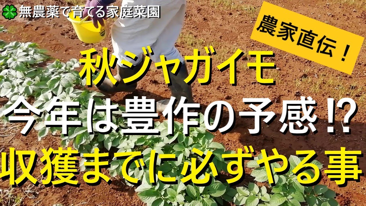 Autumn potatoes] Final fertilization and soil piling before