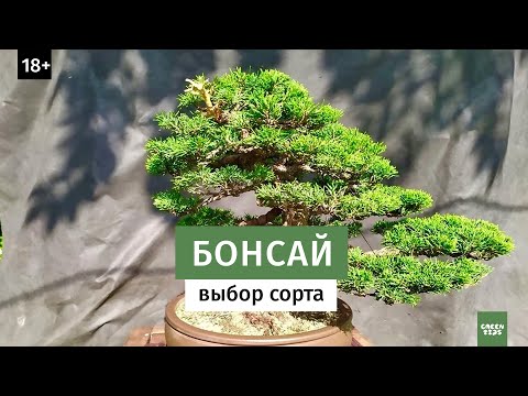 Бонсай. Какие сорта растений выбрать // Карликовые деревья 16+