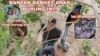 LIHAT 7 EKOR ANAK MURAI BATU DI SATU SARANG DAN POIN BANYAK SARANG BURUNG PLECI 