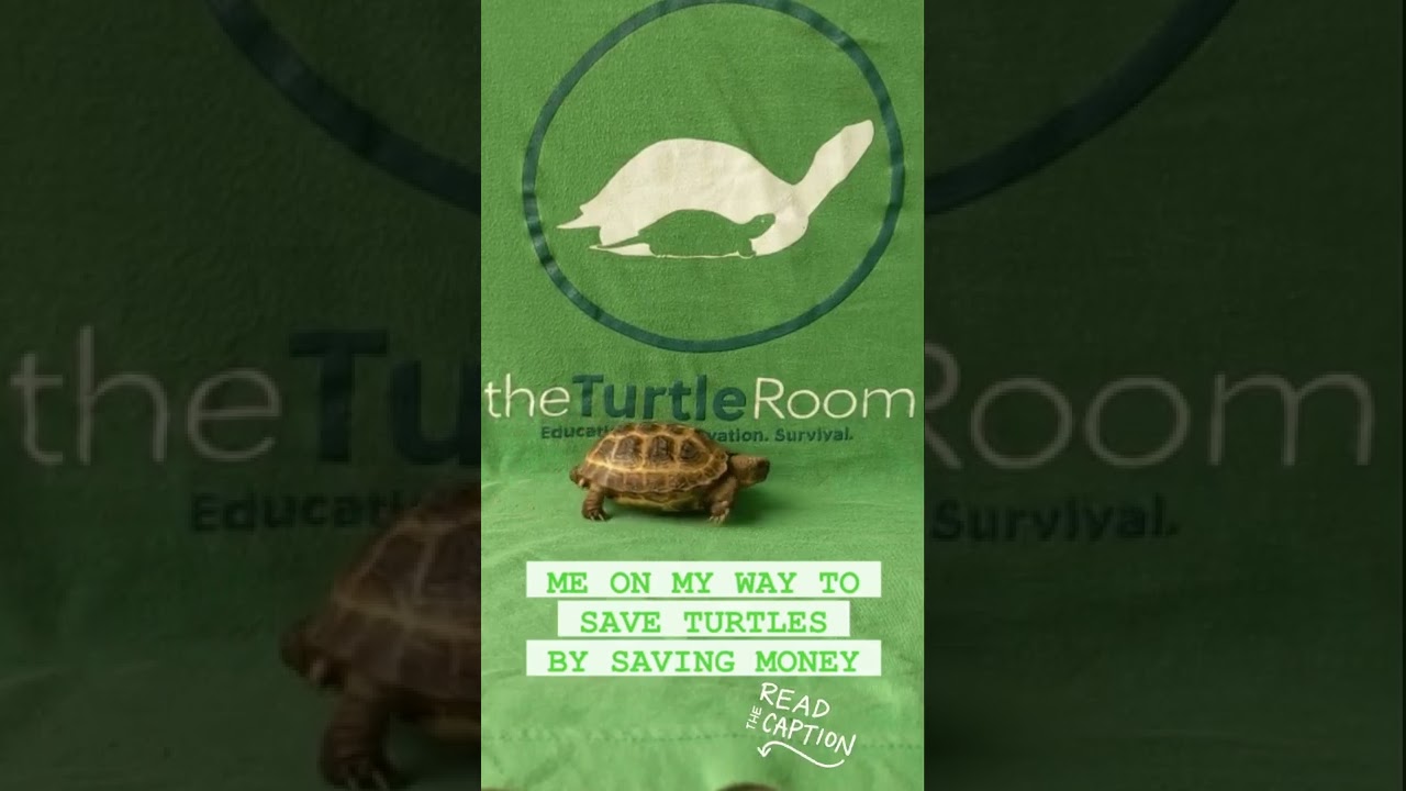 Saving Turtles by Saving Money! 