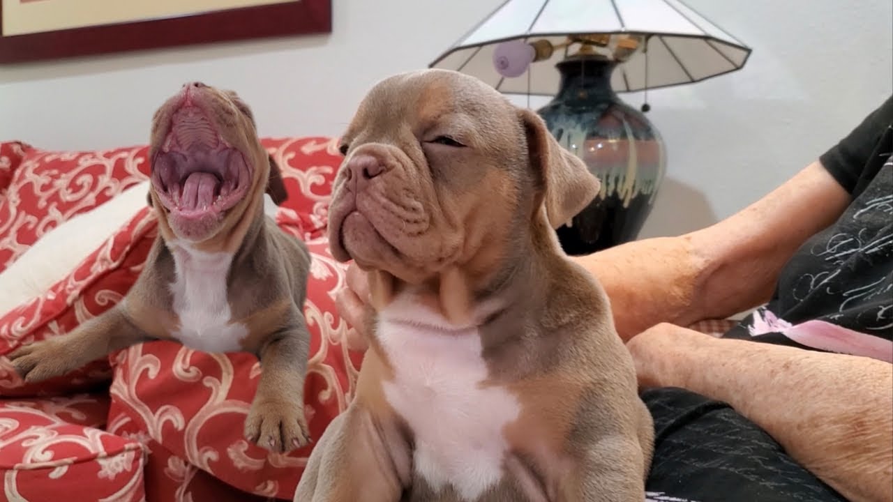 9 WEEKS OLD PUPPY TRYING NOT TO FALL ASLEEP OLDE ENGLISH BULLDOG 🐶