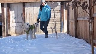 Why Don't My Dog's Paws Freeze in the Ice and Snow? by vetstreet.com 13,931 views 8 years ago 2 minutes, 16 seconds