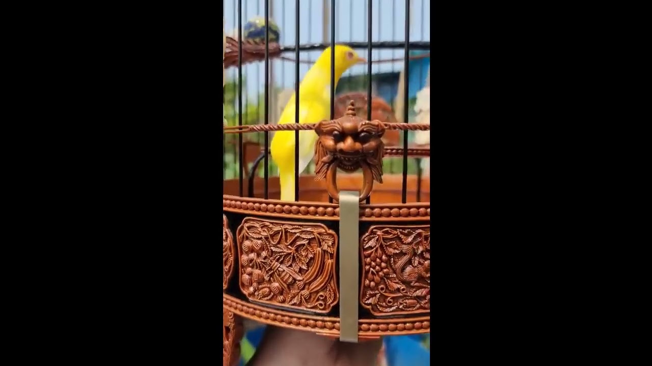 Tiếng Khuyên Mái Tơ Cực Dâm Kích Trống Nghe Là Líu Thúc Chim Trống Nhanh Căng Lửa Bổi Nghe Là Líu 1