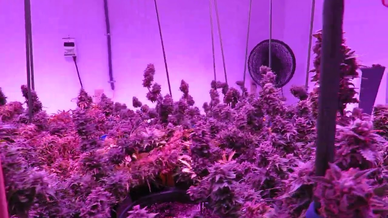 Chem Cookies & 3 Orca Auto flowers 8-10-2022