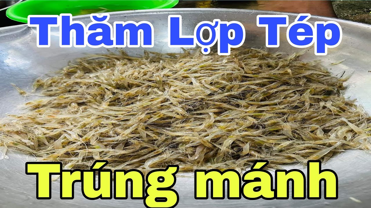 P55 Đi Thăm Lợp Tép rong Tép bầu Tép chấu l và cái kết - cuongmatstvlogs