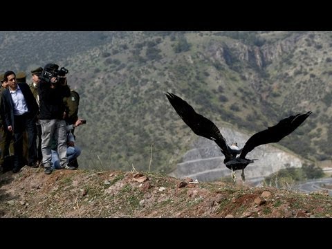 Cóndores vuelven a volar en libertad en Chile videos for cats
