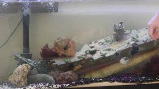 Green Wolf Eel and Humu Trigger feeding!