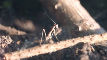 Baby Praying Mantis Eating a Fruit Fly... Alive