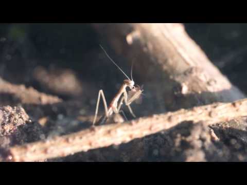 Baby Praying Mantis Eating a Fruit Fly... Alive