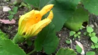 New Allotment update - August 2016