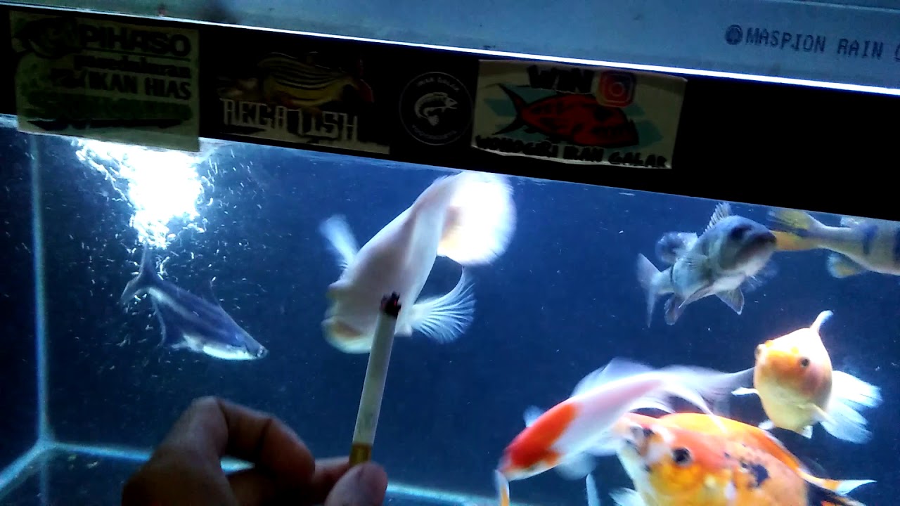 Feeding oscar fish - YouTube