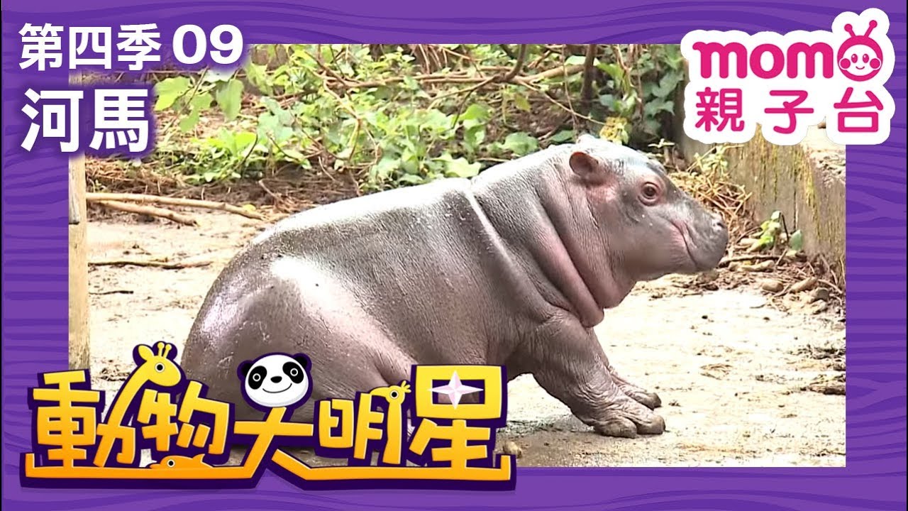 動物大明星 S4【河馬】第4季 第09集｜認識動物｜自然生態｜魚類｜爬蟲類｜昆蟲｜海洋生物｜哺乳類｜Animal big star｜兒童電視節目【親子台｜官方HD完整版】momokids
