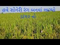 ડાંગર હવે સોનેરી બનવા લાગ્યું 🌾 | Farmer Hard Work | BBR BHAL KHETIVADI | Rice Crop Gujarat