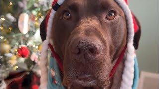 a holiday moose mail ✨🎄🥰
