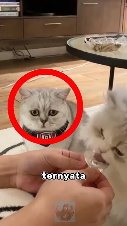 Cats can also feel jealous #shorts #cats #cutecats #jealous