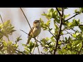 Sedge Warbler Sedge Warbler