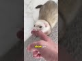 The World's Sweetest Killer: The Ferret 🐾