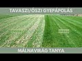 Tavaszi/őszi gyepápolás