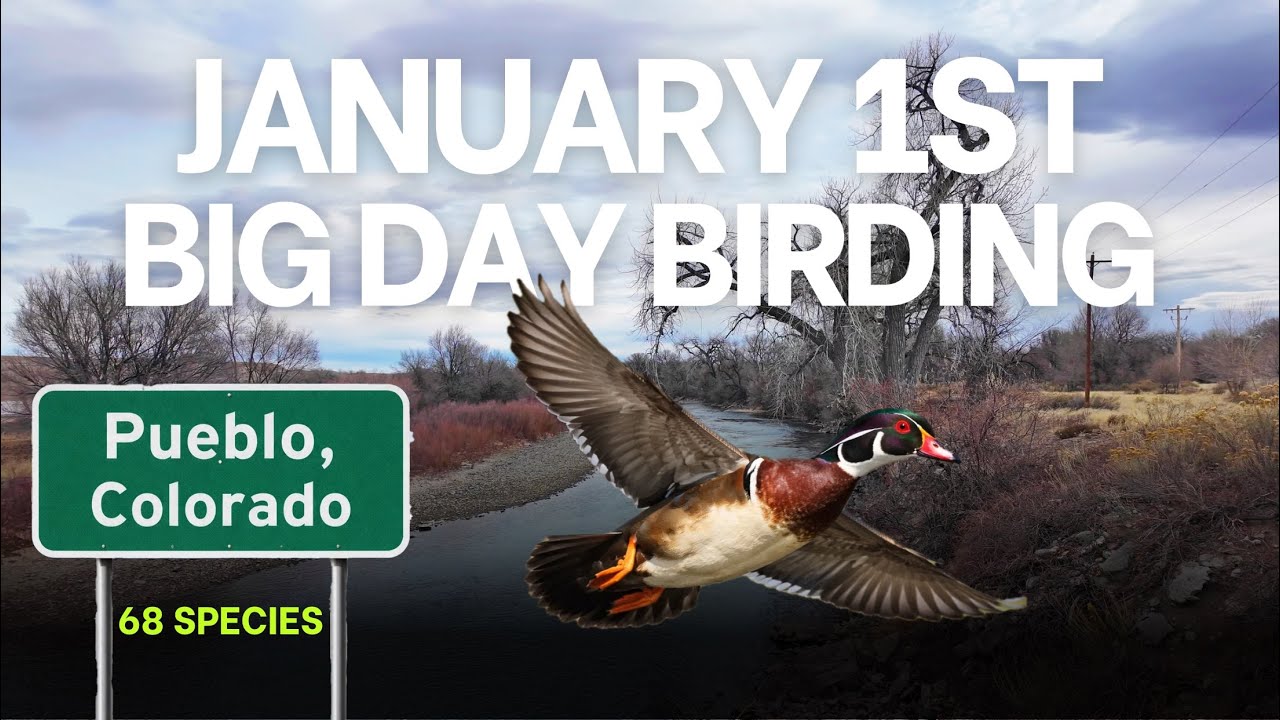 We Went BIG on January 1st! | Birding Pueblo, Colorado